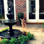 A fawn stopped by just before rehearsals at Pittsboro Presbyterian Church