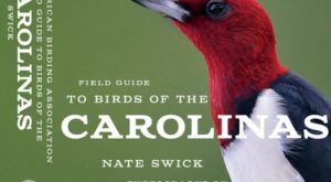 cover photo Birds of the Carolinas